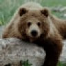 Dinubabear