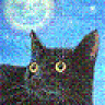 Cat Moon