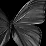 Lucifaerien