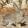 Desert Hare