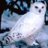 SnowyOwl