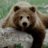 Dinubabear