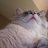 lordstimpy