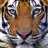 AngryTiger
