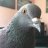 DoktaPigeon