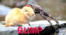 bump.jpg