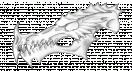 dragonface-profile-skull.gif