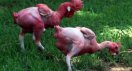 nakedchicken.jpg