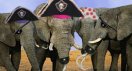 elephant-p.jpg