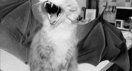 f123814catbat.jpg
