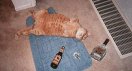 passedoutcat.jpg