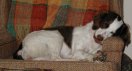 phb dog.jpg