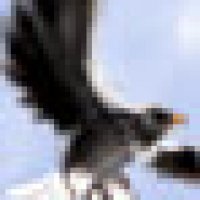 eagle3.jpg
