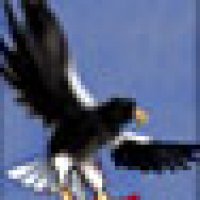 eagle4.jpg