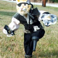 pirate cat.jpg