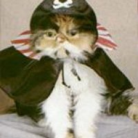 Piratecat3.jpg