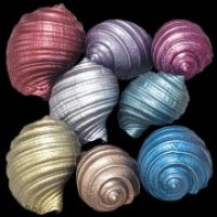 shells.jpg