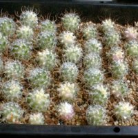 growgrow.jpg