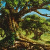 trees=rob-alexander(forest).jpg