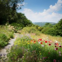 into-the-unknown-meadow=garfotos-alamy.jpg