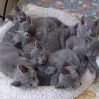 CuteKitten-07.jpg