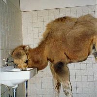 publicrestroomsaregross.JPG