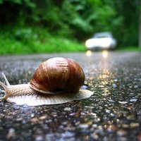 whydidthesnailcrosstheroad.JPG
