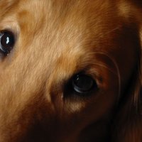 puppy_eyes.jpg