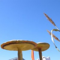 magicmushroomhasawholenewmeaning.JPG