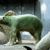 polar_bear_camo.jpg