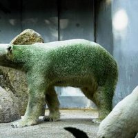 polar_bear_camo.jpg