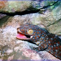 tokay.JPG