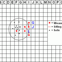 weaselgrid.GIF