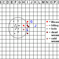 weaselgrid.GIF