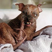 Sam the worlds ugliest dog.jpg