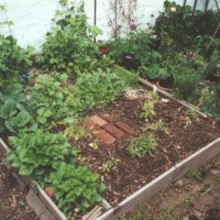 Garden-Raised_Bed.JPG