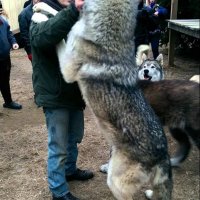 Wolf+Human.jpg