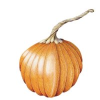 pumpkin bright web.jpg