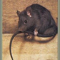 blackrat.jpg
