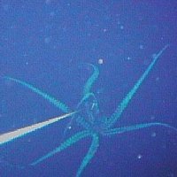 squid2.jpg