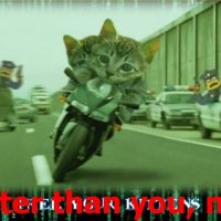 Cats on Motorcycle.jpg