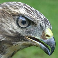 hawk.jpg