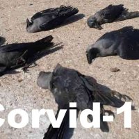 Corvid-19.jpg