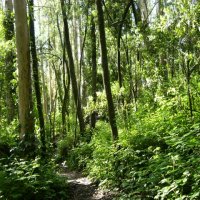 mount-sutro-forest-greenery.jpg