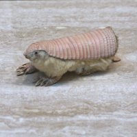 Pink_Fairy_Armadillo_(Chlamyphorus_truncatus).jpg