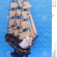 white-hamster-white-hamster-blue-background-103398675.jpg