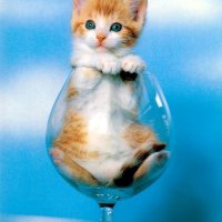 Red-Kitten-in-a-Glass-TR.jpg