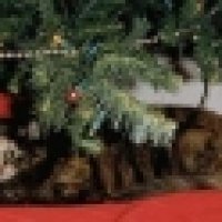 ChristmasCat.jpg