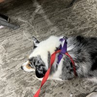 IMG_0212.jpeg