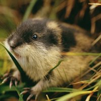 lemming_facts_l.jpg